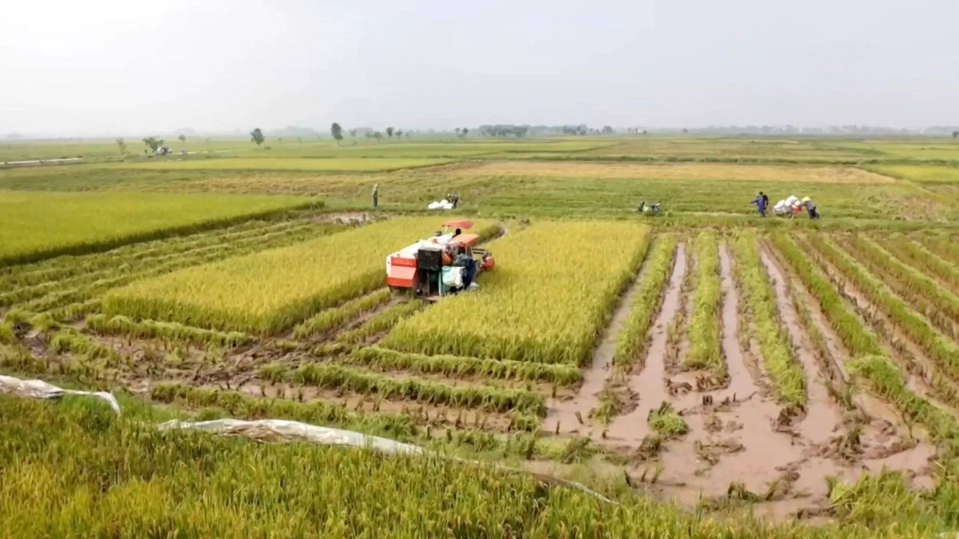 Thủ tục gia hạn miễn thuế đất nông nghiệp 